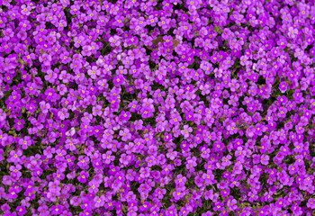 a close-up with many Viola flowers