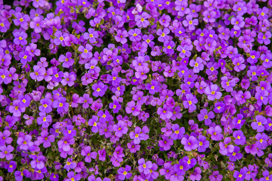 A close-up with many Aubrieta deltoidea flowers