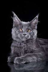 Fototapeta na wymiar Maine Coon Kitten on a black background. grey cat yawns portrait in studio