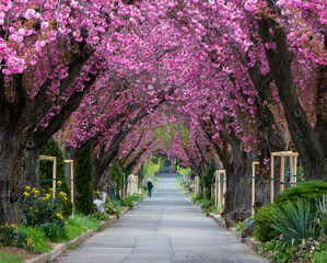 a straight alley through flowering Japanese cherry trees