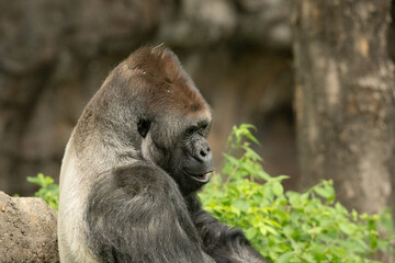 A gorilla resting 