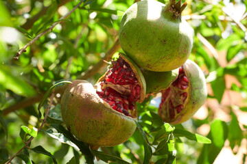 Pomegranate hanging on a tree