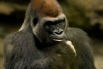 A gorilla thinking