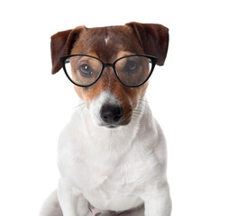 Cute Jack Russel Terrier wearing eyeglasses on white background