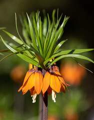 A close-up with a Fritillaria imperialis flower