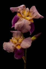 Obraz na płótnie Canvas Iris flower