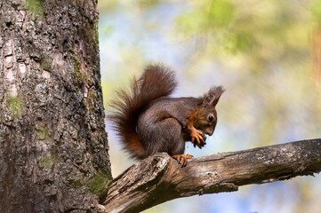A squirrel eating a nut on the branch