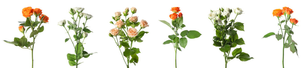 Set of different beautiful roses isolated on white