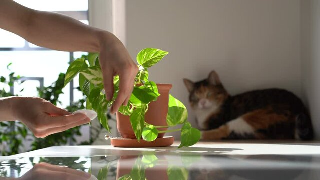 Woman hands wiping the dust from houseplant leaves, taking care of plant Epipremnum aureum using cotton pad, moisturizes during hot summer season at home, cat on background.Sunlight. Home gardening