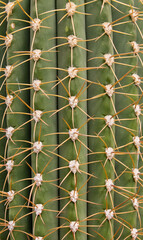 a close-up of a Pilosocereus leucocephalus cactus