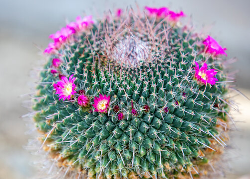 a close-up with a flowering Mammillaria haageana cactus