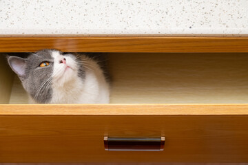 Obraz premium a cute british shorthair cat hiding in a drawer and looking outside