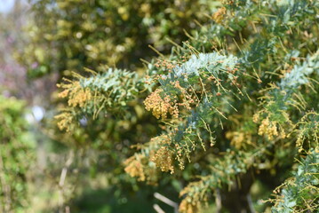 Cootamundra wattle (Acacia baileyana) After flowers and seedpods. The flowering season is from February to March, and there are multiple seeds in the legumes after flowering.