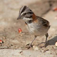 A beautiful bird known as tico-tico looking for some corn kernels on the ground