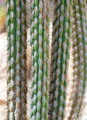 a close-up of a Pilosocereus leucocephalus cactus