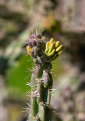 a close-up of Cylindropuntia imbricata cactus buds