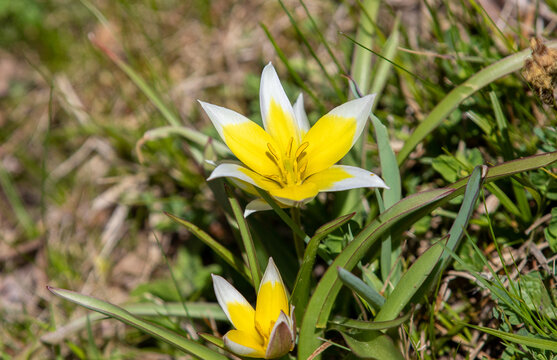 a close-up with a Tulipa tarda flower