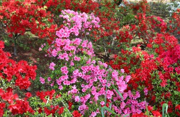 彩り良く咲いているつつじの花　春の日　風景