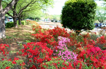 春の日　つつじの花咲く公園　風景