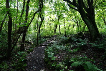 Fototapeta premium refreshing summer forest with sunlight