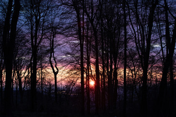 a colorful sunset among the trees in the forest