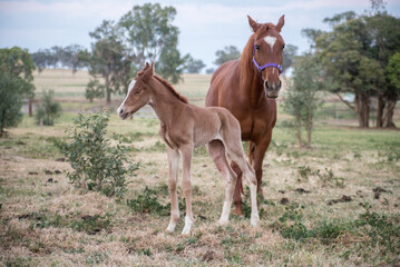 foal and mare - obrazy, fototapety, plakaty