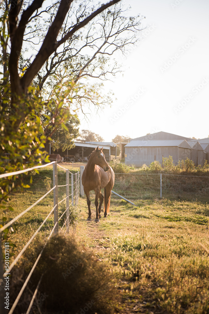 Sticker horse in the field