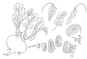 Collection of vegetables beets. Beetroot, root, leaves, half root vegetable and root cut into pieces. Vector illustration. Linear hand drawing, outline