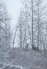 deer in a snowy winter day