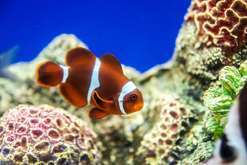 Cartoon fish in aquarium