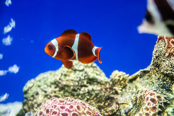 Cartoon fish in aquarium