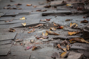 Autumn leaves fall on the ground