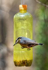 A Sitta europaea bird feeding on a hanging bottle