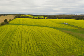 A field of mustard planted for the main purpose of controlling insects , Prince Edward Island, Canada