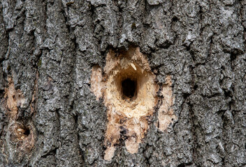 a hole made by a woodpecker in a tree trunk