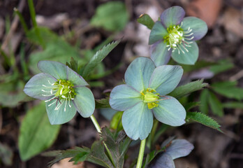 A close-up of a Helleborus purpurascens flower