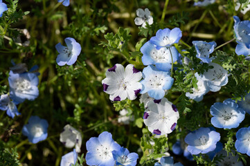 ネモフィラ・マキュラータ