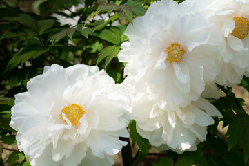 白い牡丹