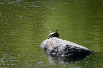 日光浴をするカメ