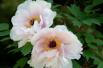 薄ピンクの牡丹