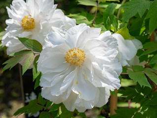 白い牡丹