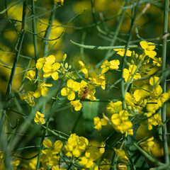 菜の花とハチ