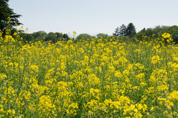 菜の花畑