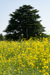 菜の花畑と木