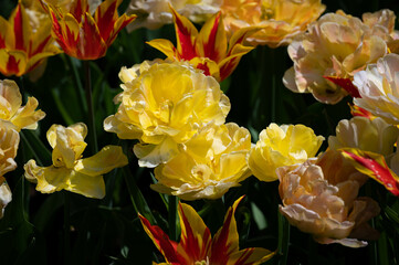 チャーミングレディ