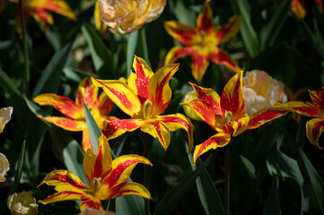 ファイヤーワークス