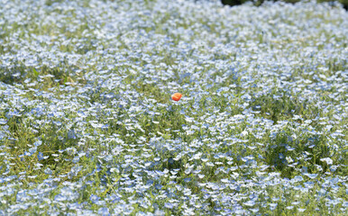 ネモフィラの中に咲くポピー