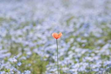 ネモフィラの中に咲くポピー