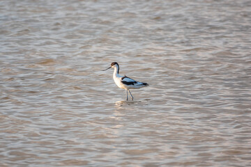 Water bird pied avocet, Recurvirostra avosetta, feeding in the lake. The pied avocet is a large black and white wader with long, upturned beak