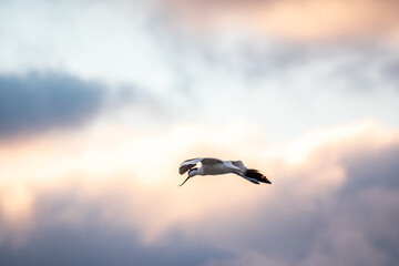 Water bird pied avocet, lat. Recurvirostra avosetta, flies over the lake. The pied avocet is a large black and white wader with long, upturned beak